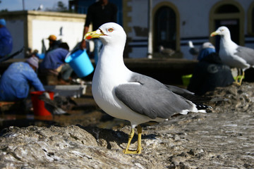 Seagull in the harbour