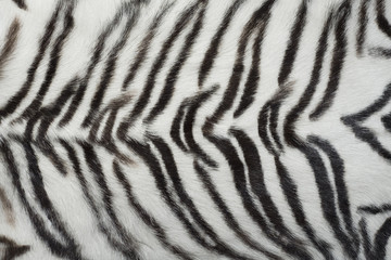 White animal tiger fur, skin texture - background