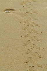 EMPREINTE PNEU SABLE