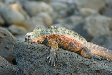 marine iguana on the rocks
