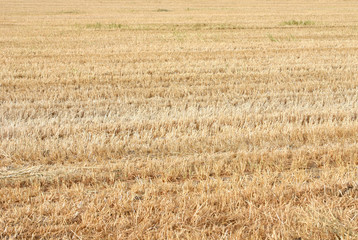 Golden field of cropped straw