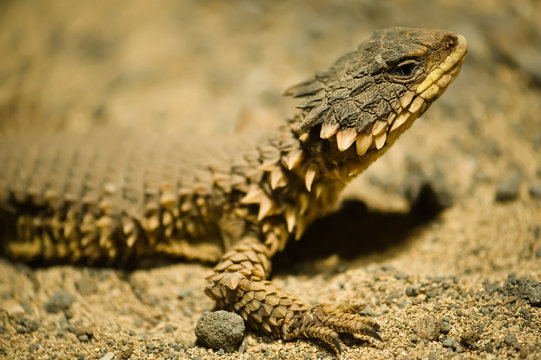 sungazer close up