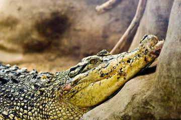 Fototapeta premium Crocodile