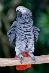 african grey parrot wagging