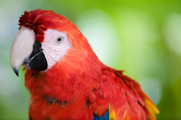 colorful scarlet macaw close up