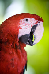 red scarlet macaw