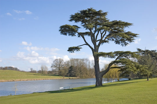 Cedar Of Lebanon Tree