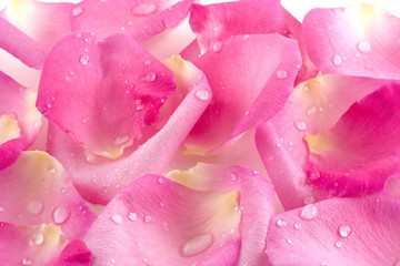 Dew drops on rose petals