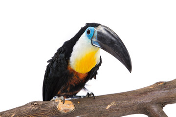 toucan