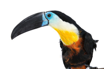 toucan