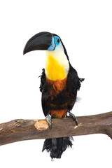 toucan