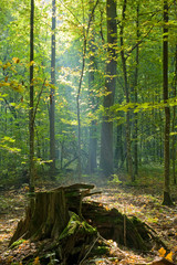 Beam of light over partly declined stump