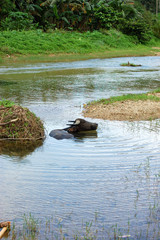 carabao resting in river