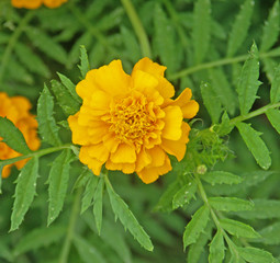 oeillets d'inde
