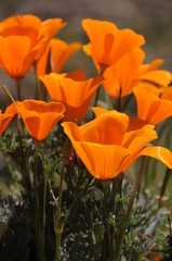california poppies