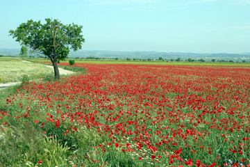 cerca de las amapolas