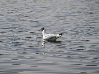 Swiming seagull