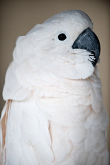 cockatoo close up profile