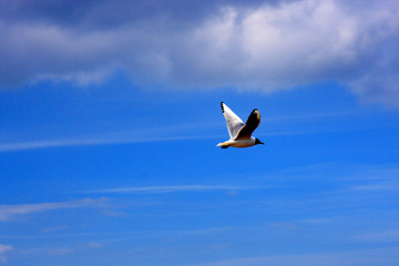 Möwen im Flug