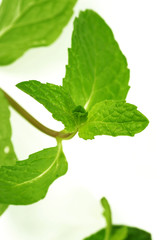 fresh green mint leaves