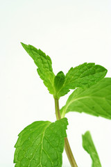 fresh green mint leaves