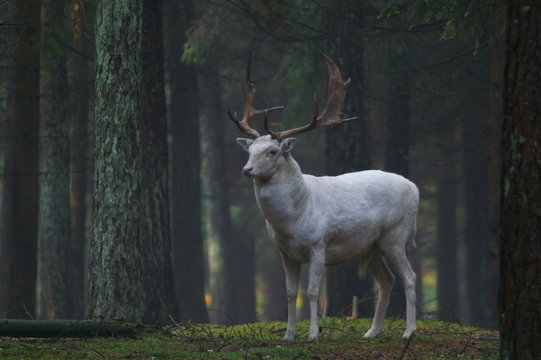wei&szlig;er damhirsch