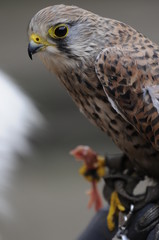 Turmfalke