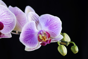 Fototapeta na wymiar White and pink orchid (Phalaenopsis) isolated