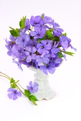 Small violet of flower on white background