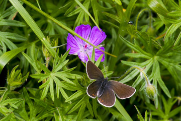 Fototapeta premium Papillon et fleur