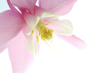 pink aquilegia