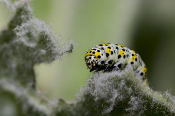 Chenille mangeant une feuille