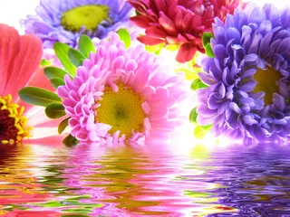Photo sur Plexiglas Macro bouquet d& 39 asters reflété dans l& 39 eau