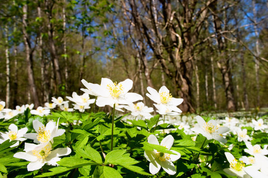 Windflower