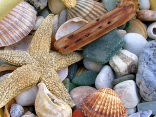 coquillages et galets