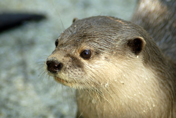 Cute adorable lovely water dwelling Otter