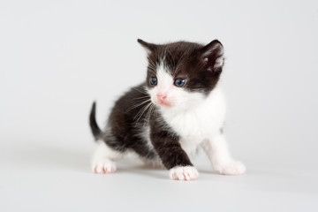 black and white kitten standing on a floor, isolated