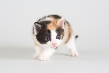 Fototapeta na wymiar spotted kitten standing on a floor, isolated