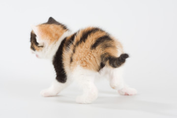 Obraz premium spotted kitten standing on a floor, back view, 