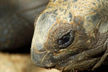 Fototapeta premium Closeup of a Giant Tortoise