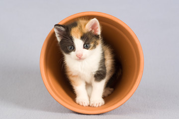 spotted kitten and a flower pot, isolated