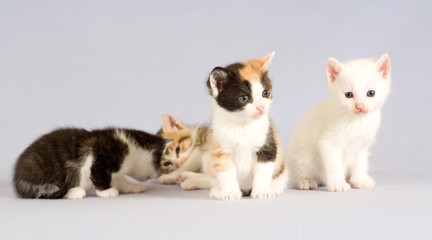 four kitten standing on the floor, isolated