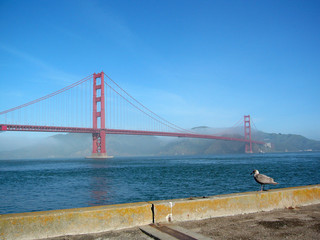 Mouette regardant le Golden Gate Bridge