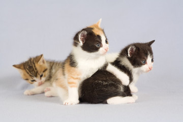 three kitten standing on the floor, isolated