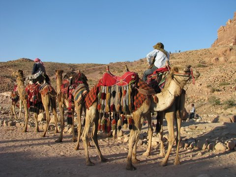 Chameaux, Petra