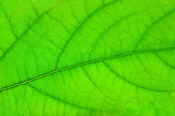 Fototapeta na wymiar structure of green leaf