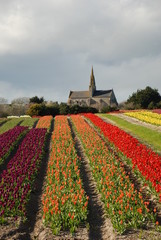 Fototapeta na wymiar ligne de tulipe et chapelle