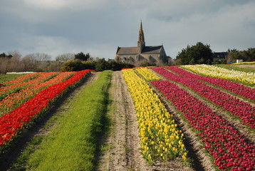 Fototapeta na wymiar chapelle et tulipe en bretagne