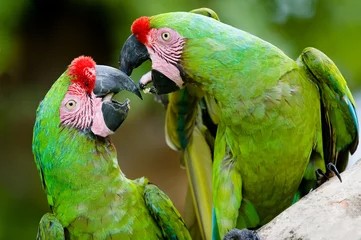 Foto op Canvas a pair of military macaws © beltsazar
