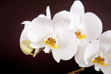 Fototapeta na wymiar Biała orchidea na tle broun